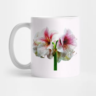 Amaryllis Novella Mug